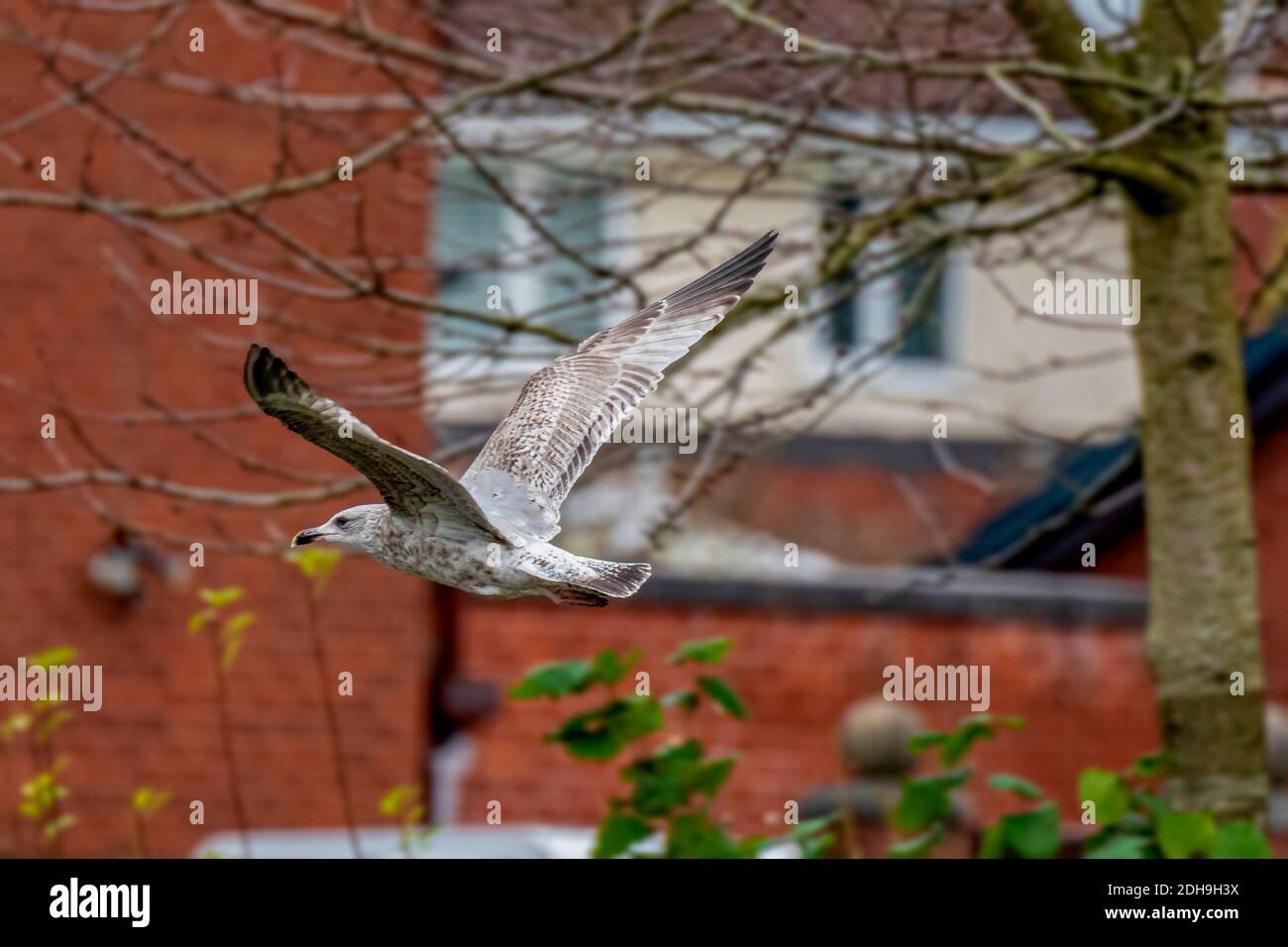Juvenile herring gull in flight in urban setting Stock Photo Alamy