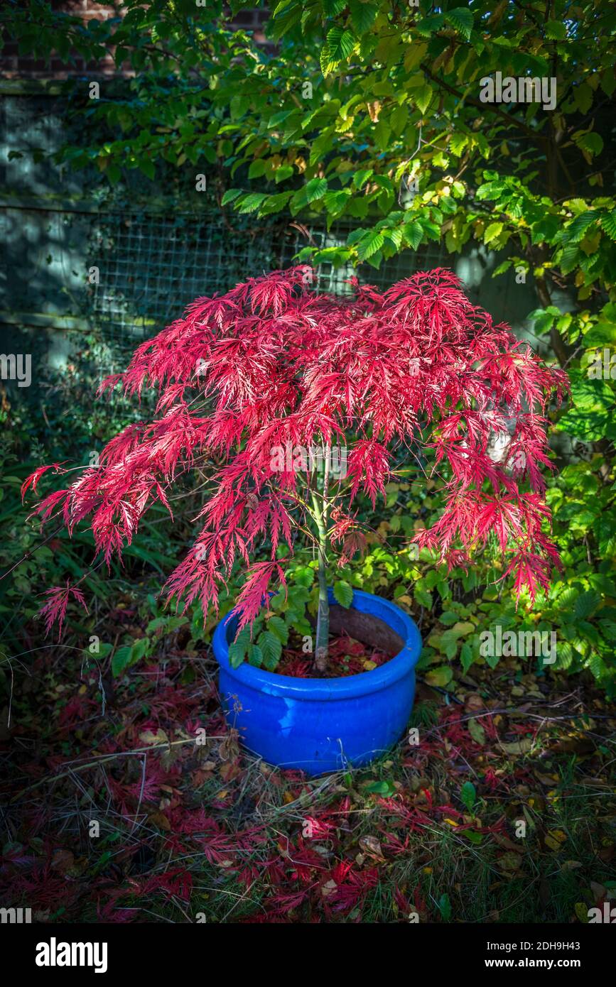 An Acer bush in autumn with crimson leaves sitting in a blue pot. Stock Photo