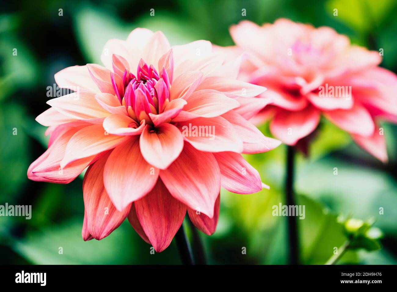 Dahlia, Pink coloured shaggy flower growing outdoor. Stock Photo