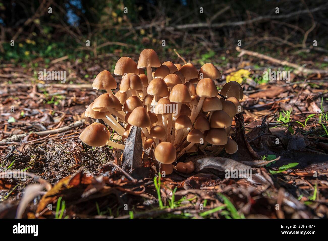 Woodland mushrooms in a large bunch. Stock Photo