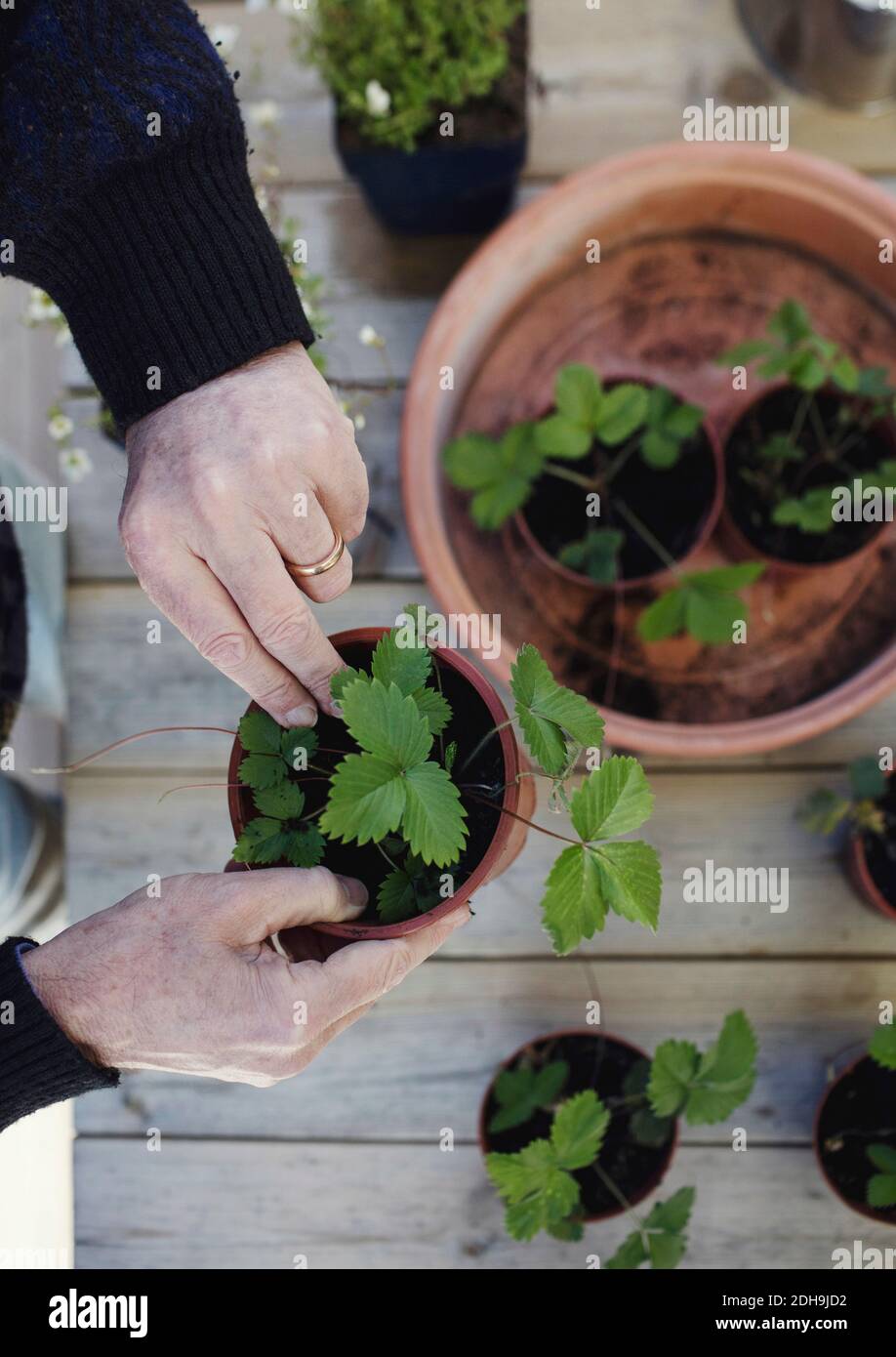 Cropped image of senior man arranging potted plants in tray at table Stock Photo