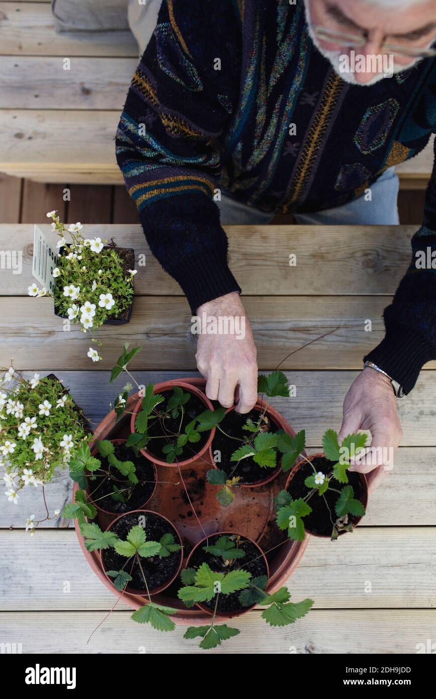 Directly above shot of senior man arranging potted plants in tray at table Stock Photo