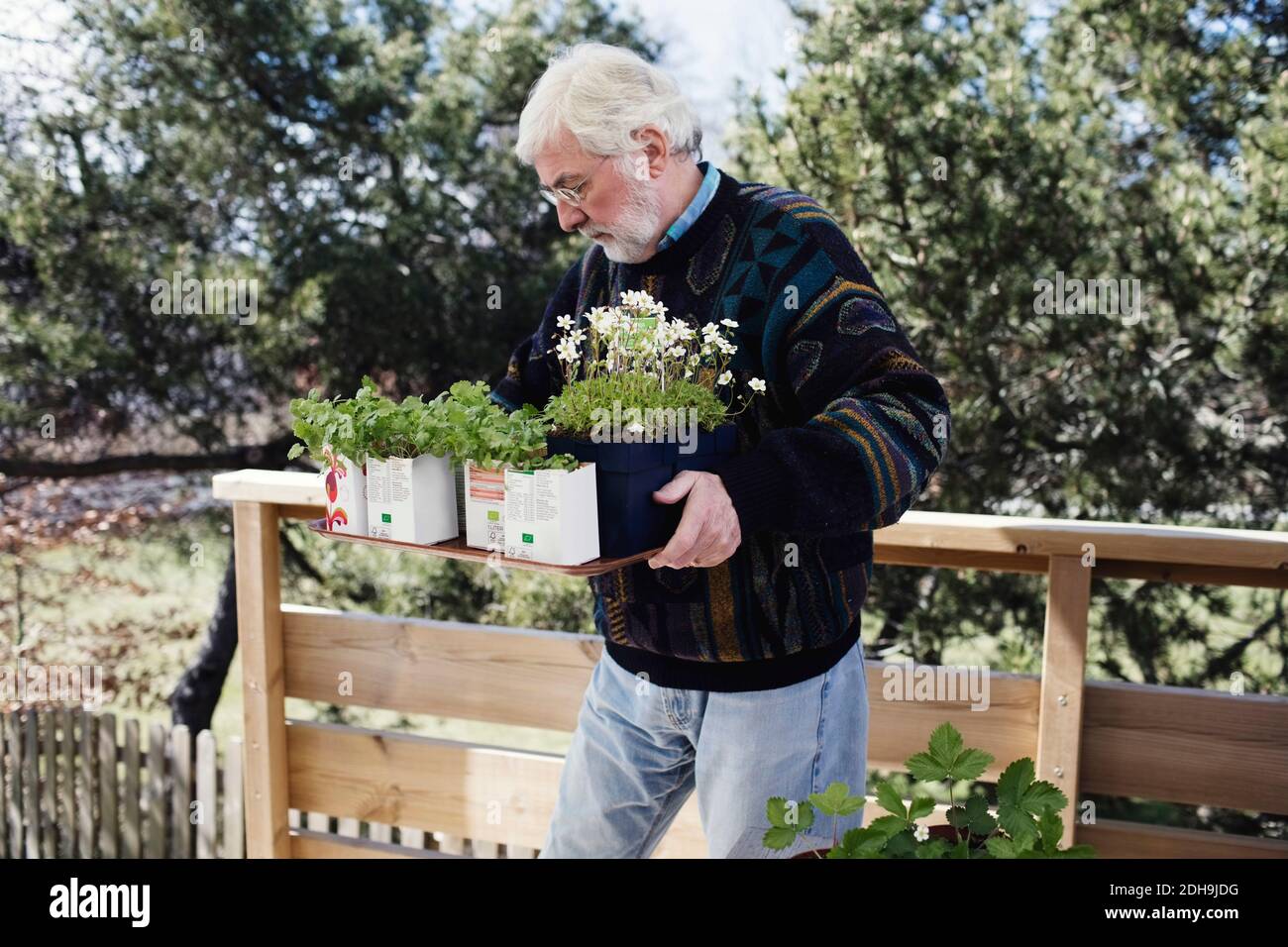 Senior man carrying seedling tray while standing in yard Stock Photo