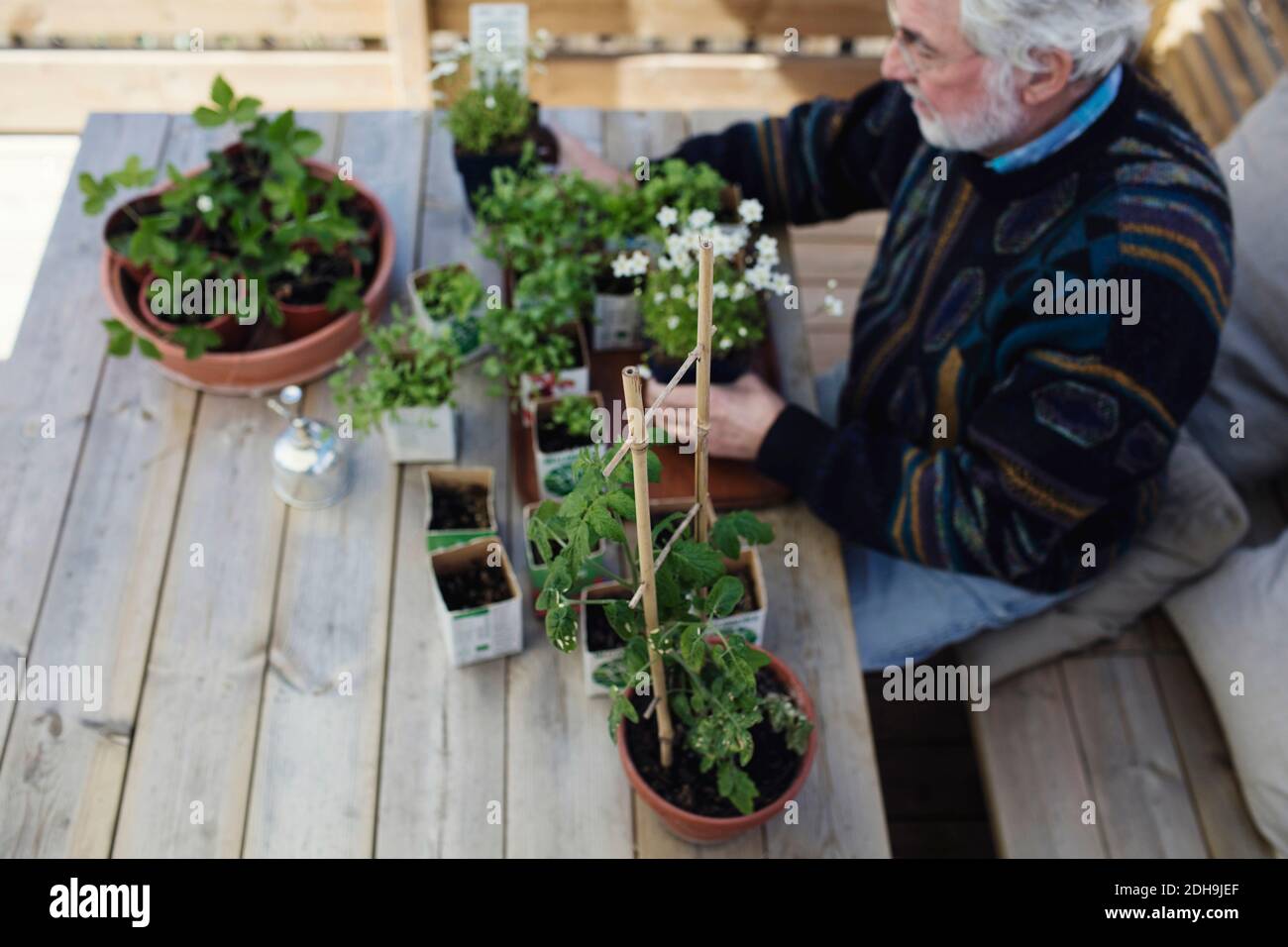 High angle view of senior man with potted plants at table in yard Stock Photo