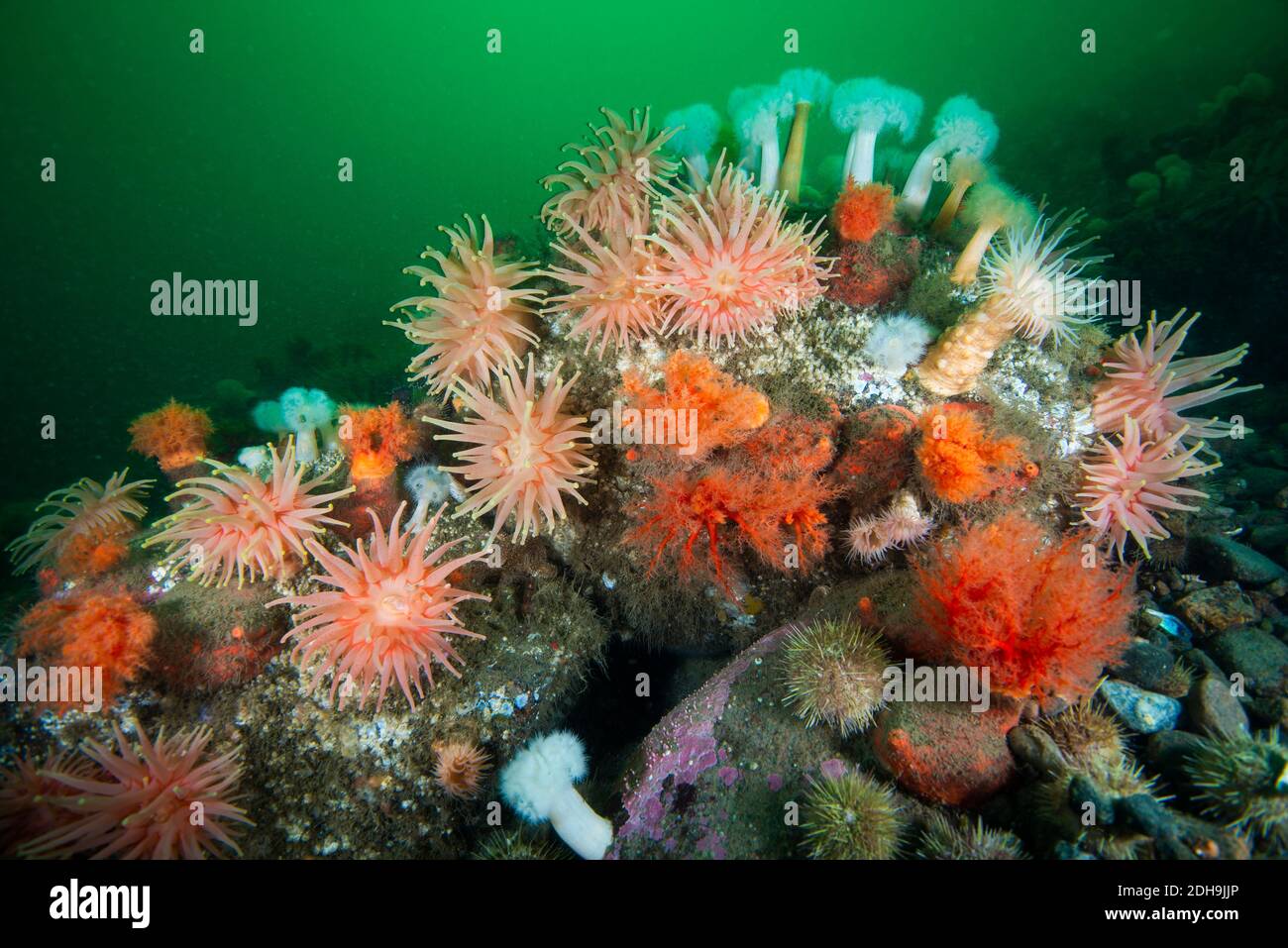 Underwater seascape and sea anemone in the St-Lawrence Estuary Stock Photo