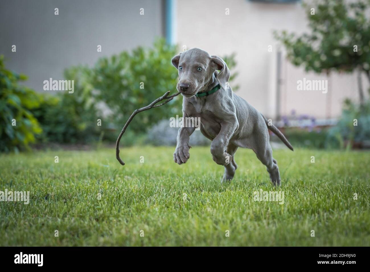 Portrait of cute weimaraner puppy dog breed at the park being playful. Stock Photo