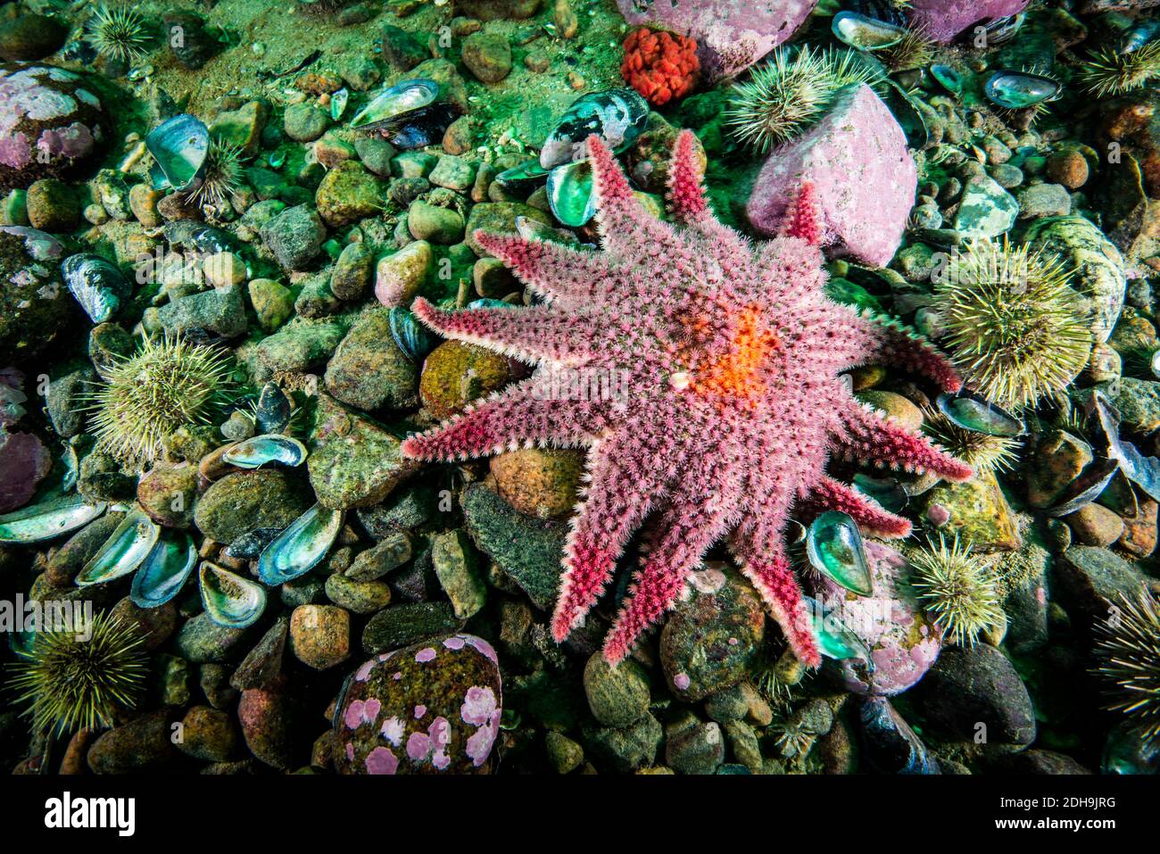 Spiny Sunstar underwater in the St. Lawrence Estuary in Canada Stock Photo