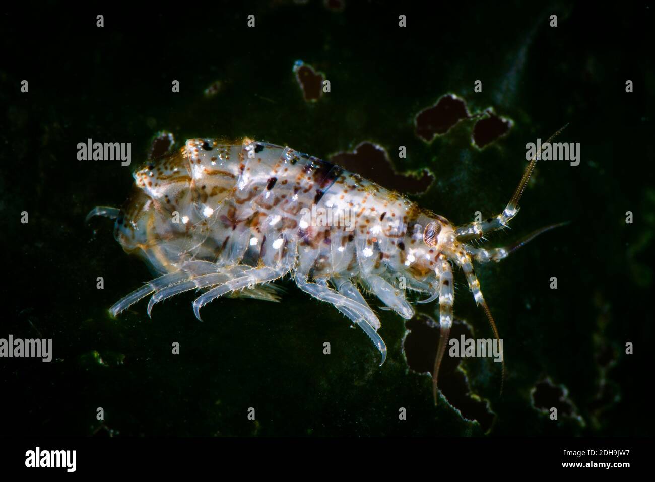 Scud, amphipod underwater in the St. Lawrence River Stock Photo