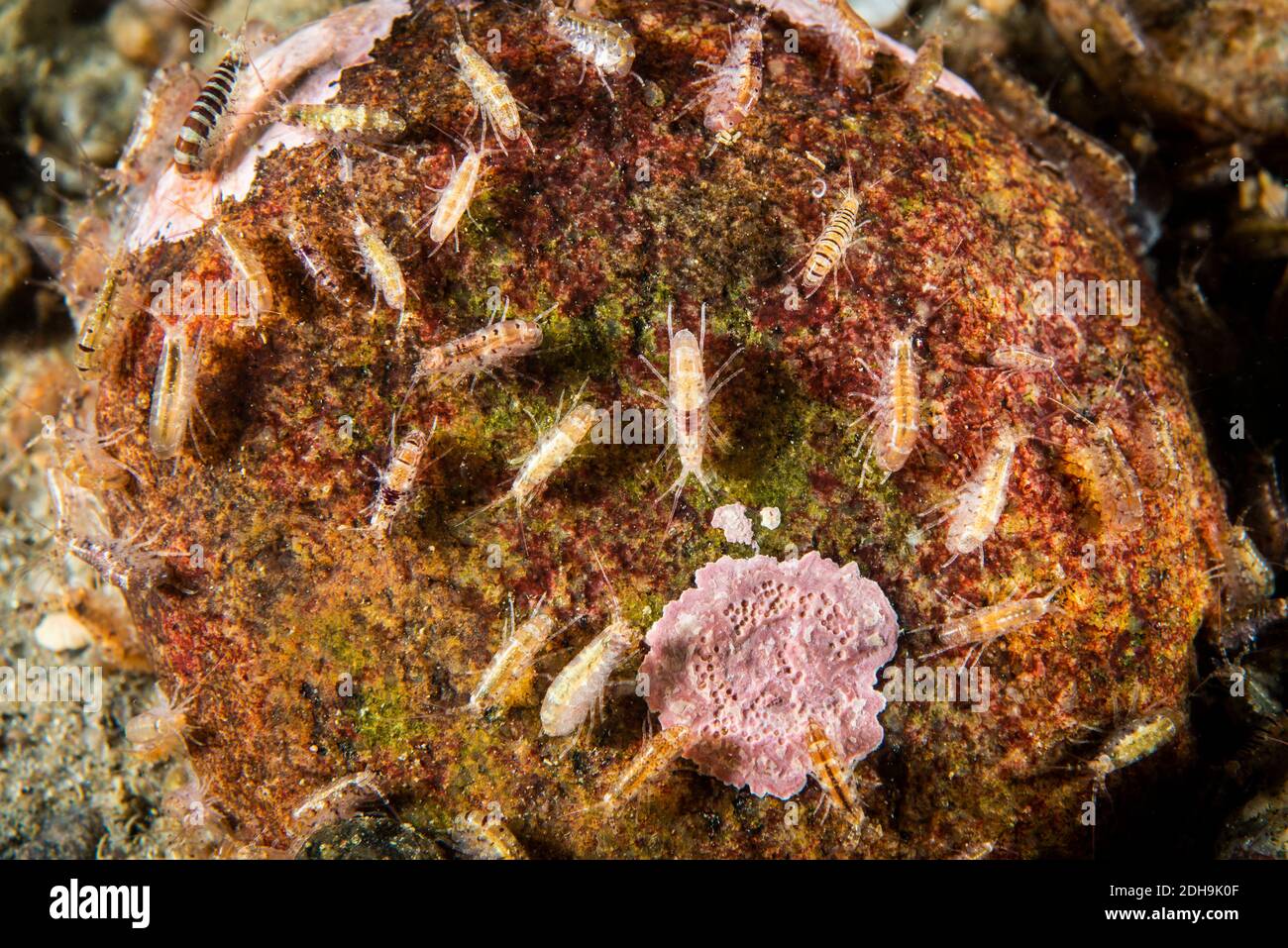 Amphipods underwater in the St. Lawrence River Stock Photo