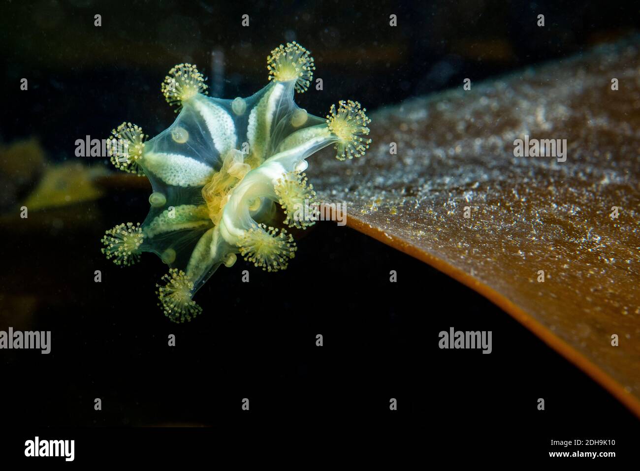 Stalked jellyfish underwater in the St. Lawrence River Stock Photo