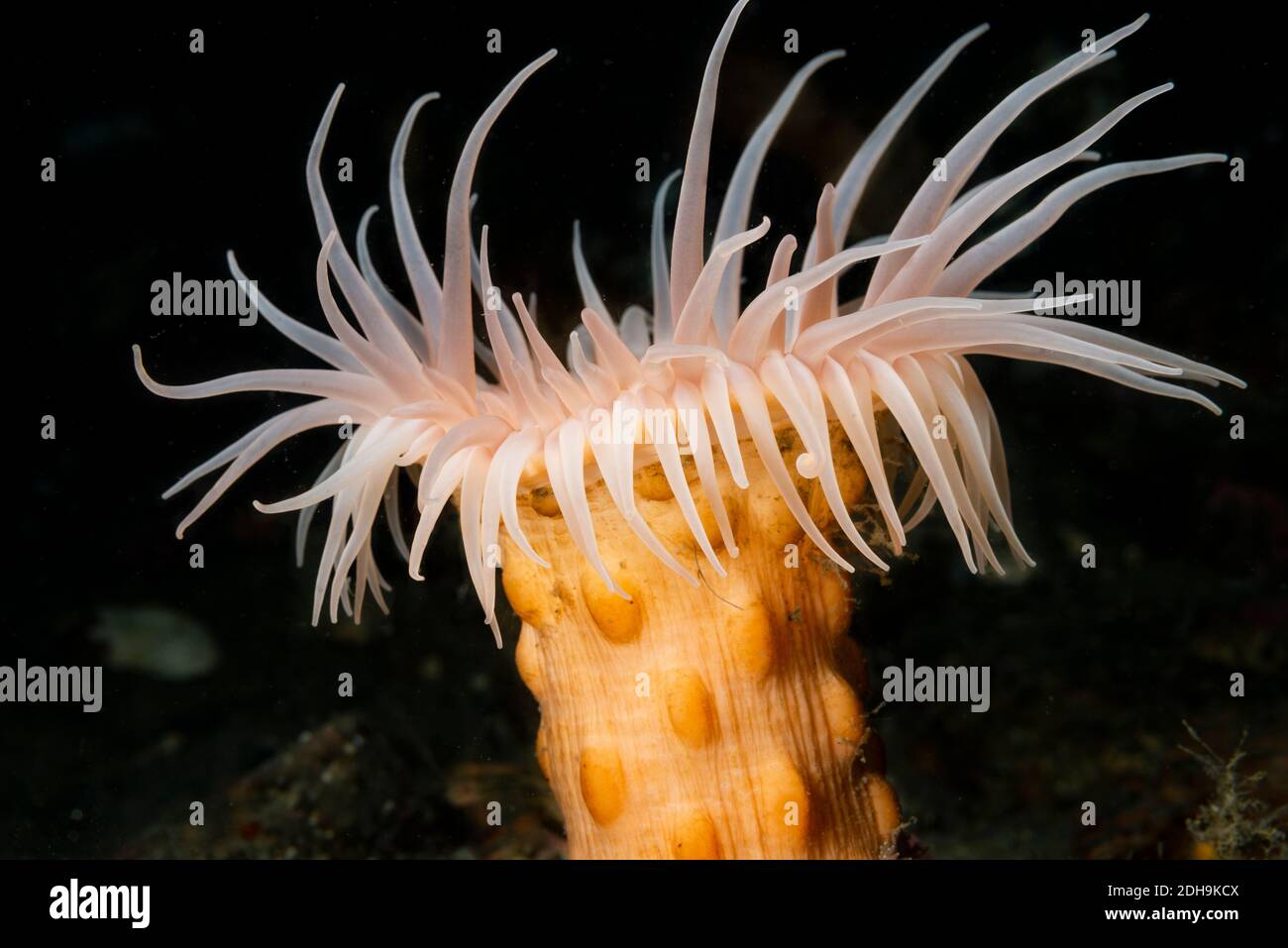 Nodular anemone underwater in the St.Lawrence River in Canada Stock Photo