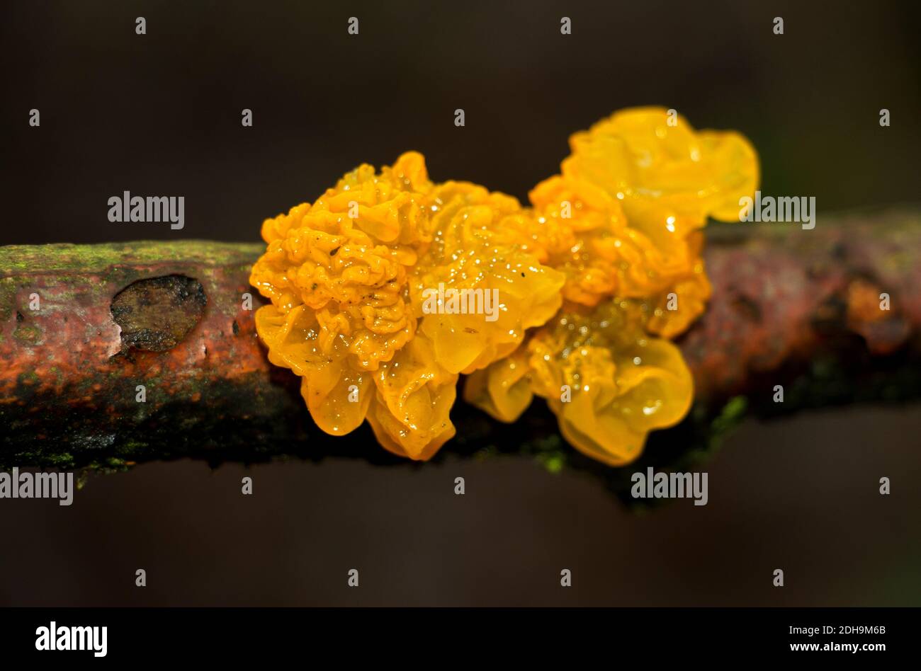 Yellow Brain is a common vivid coloured jelly-fungus that is parasitic on Peniphra fungus mycelium and not on the fruiting body. It is common on hazel Stock Photo
