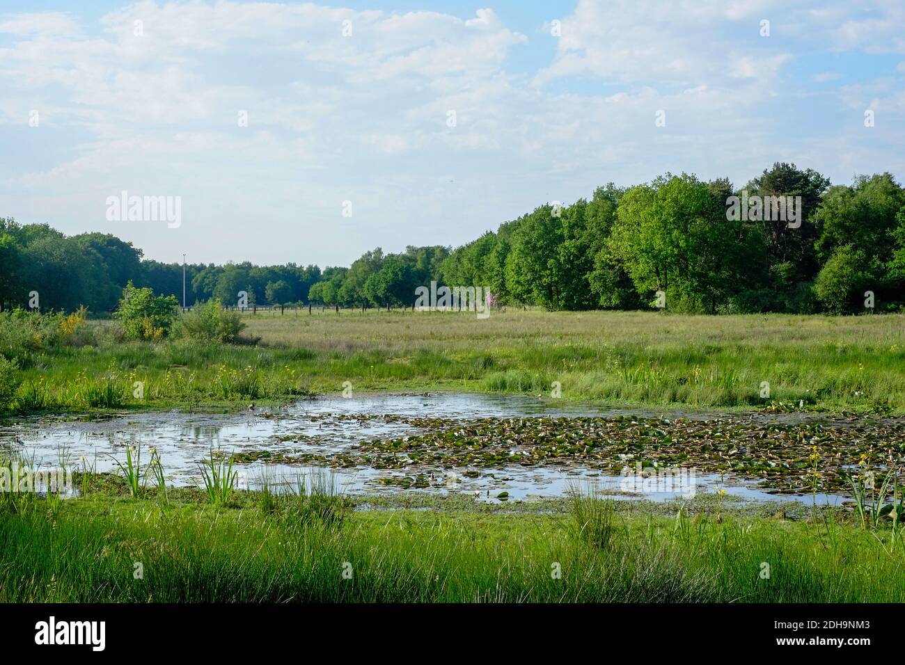 Small pond in middle forest hi-res stock photography and images - Alamy