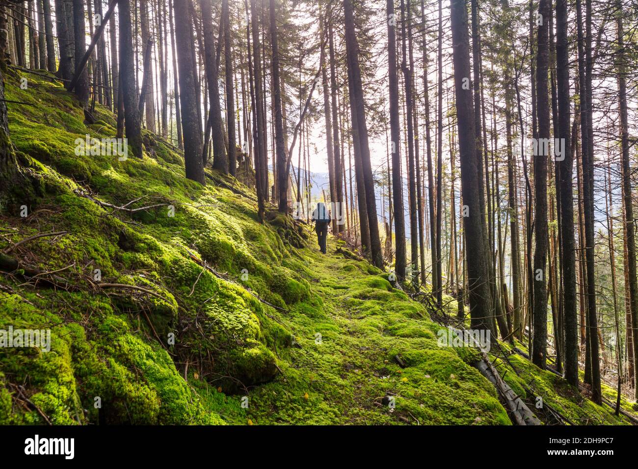 Hike in the forest Stock Photo - Alamy