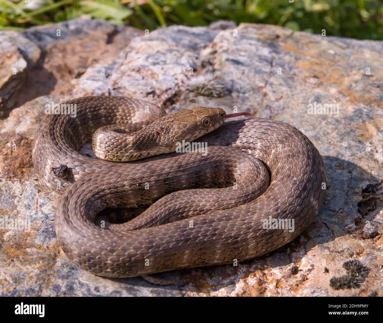 tessellated water snake, natrix tessellata, dice snake Stock Photo