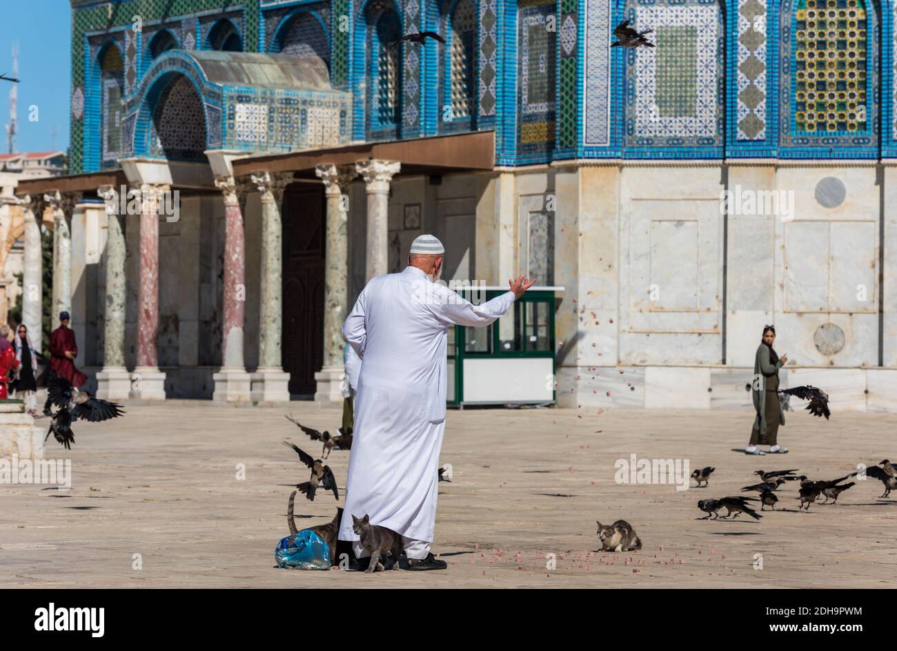 An old imam wearing white arabian gowns and feeding birds and cats at