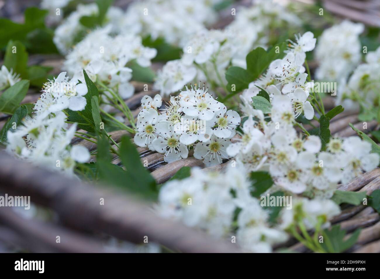 Page 5 - Weißdorn Crataegus Monogyna High Resolution Stock Photography and  Images - Alamy