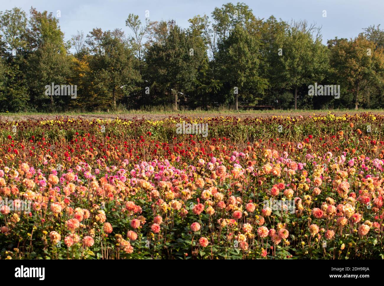 Field Of Dahlias High Resolution Stock Photography and Images - Alamy