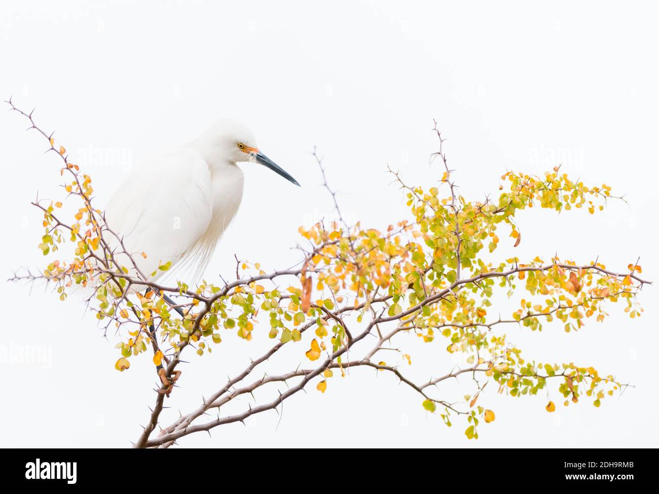 A snowy egret sits patiently at the top of a treetop with awareness and patience, in a simple composition with a white background. Stock Photo