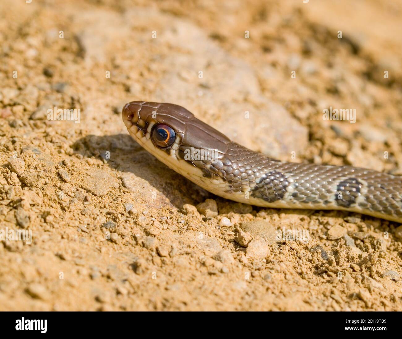 slender whip snake, platyceps najadum, former coluber najadum Stock Photo
