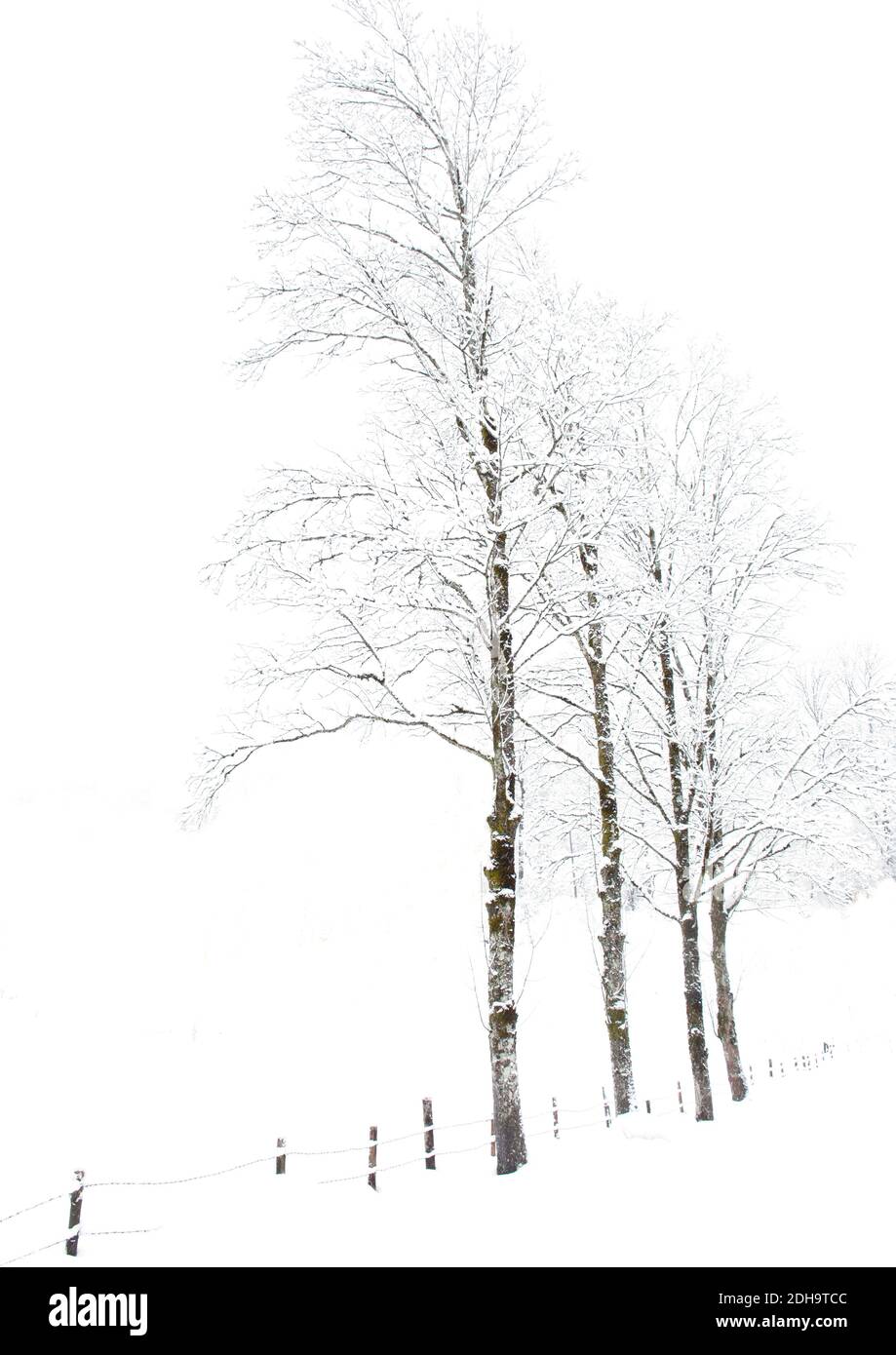 Zen frozen ice snow tree hi-res stock photography and images - Alamy