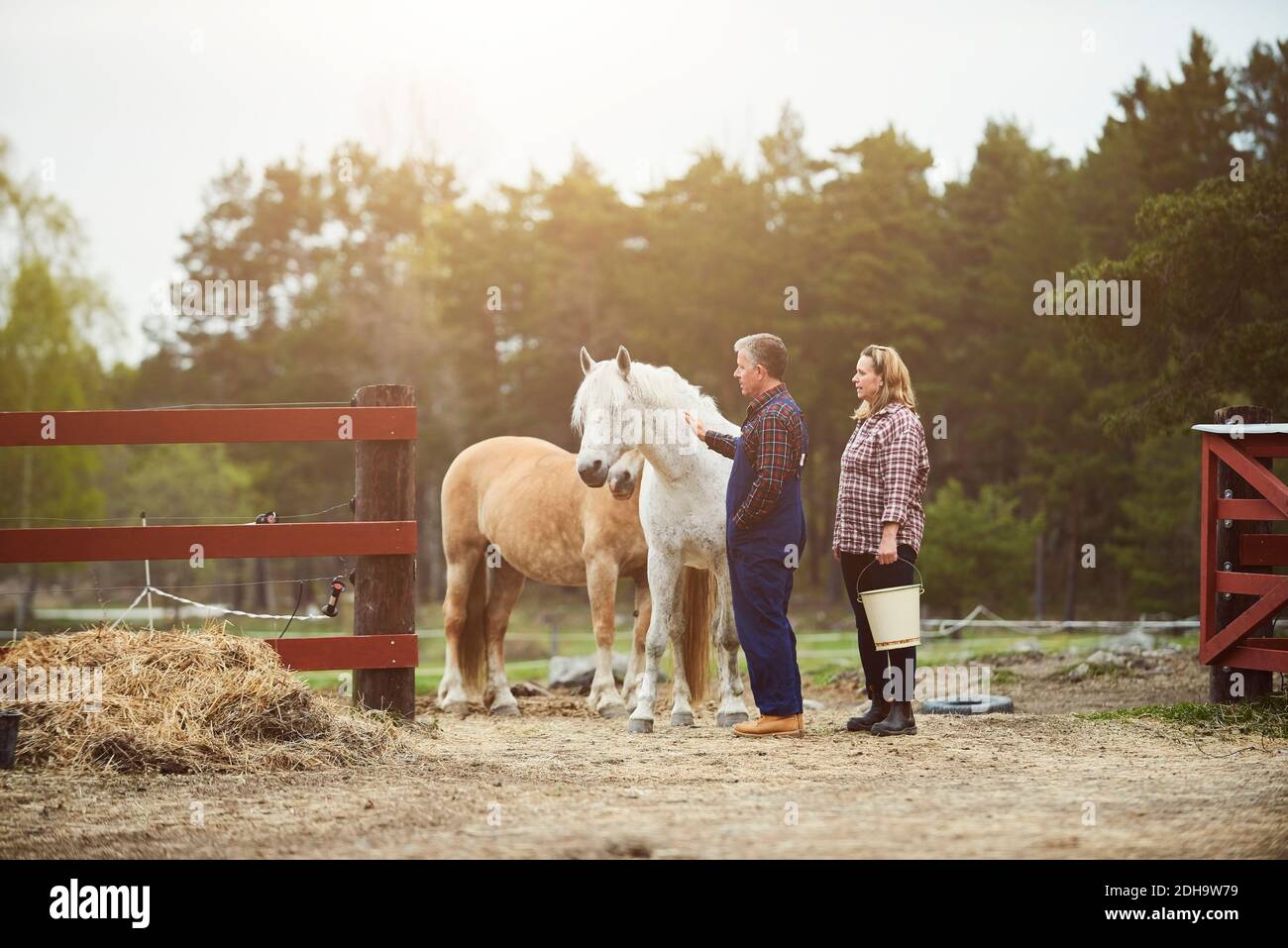 Side view of farmer stroking horse while standing by woman on field Stock Photo