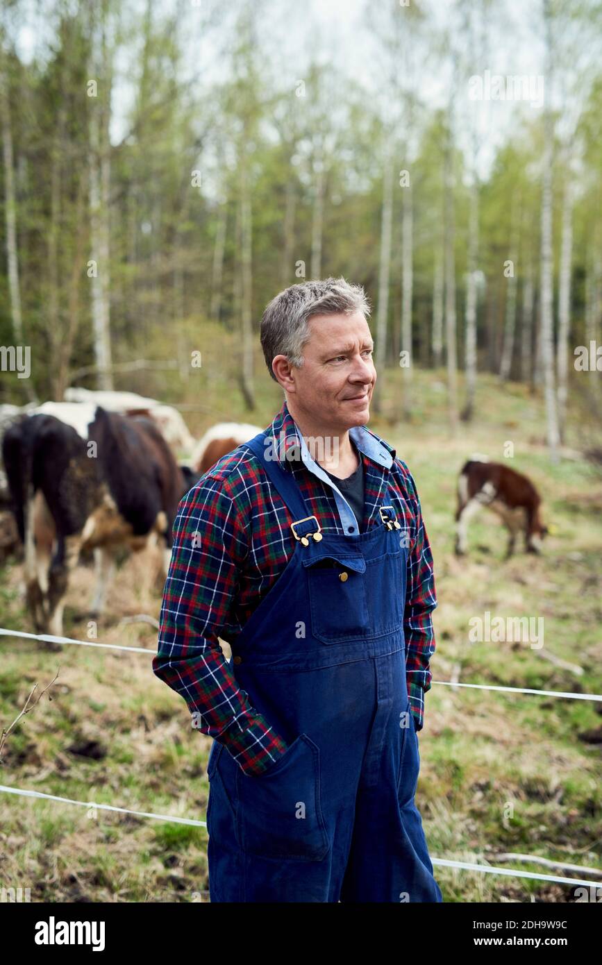 Farmer in field cattle hi-res stock photography and images - Alamy