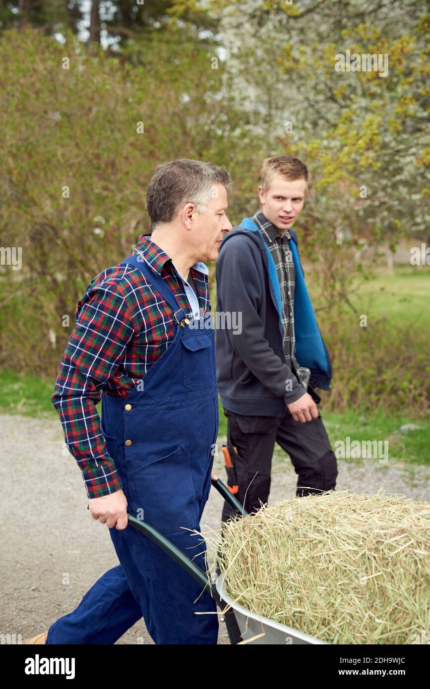 Father talking with son while carrying hay in wheelbarrow Stock Photo