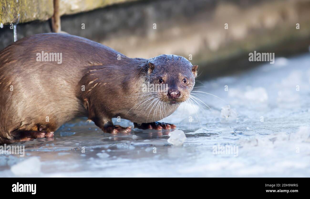 Hungry Otter Hi Res Stock Photography And Images Alamy Hungry Otter Hi Res Stock Photography And Images Alamy