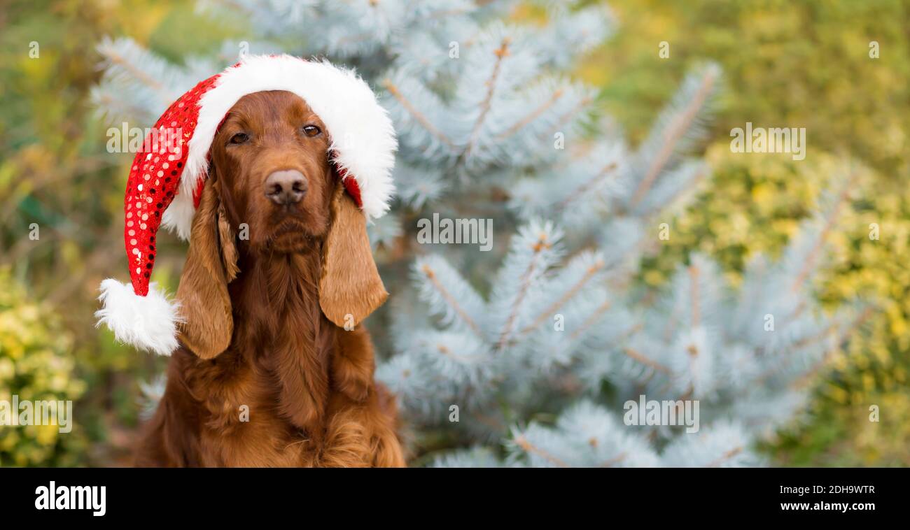 Beautiful christmas irish setter santa pet dog sitting near a pine tree  Stock Photo - Alamy, image size:1300x758