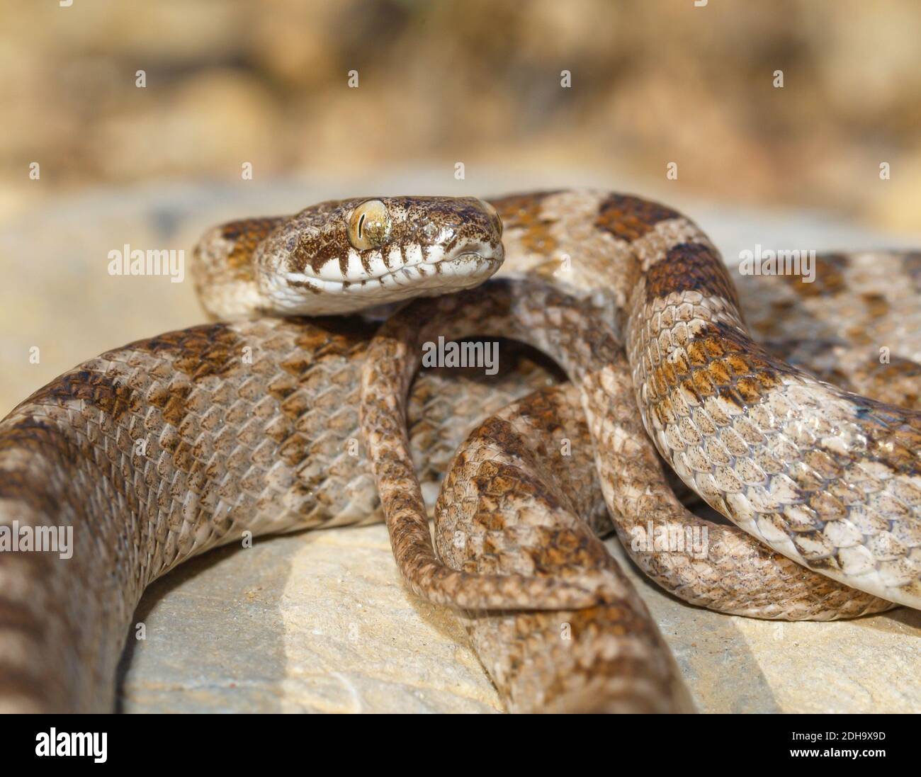 Mediterranean cat snake, Telescopus fallax, soosan snake Stock Photo ...
