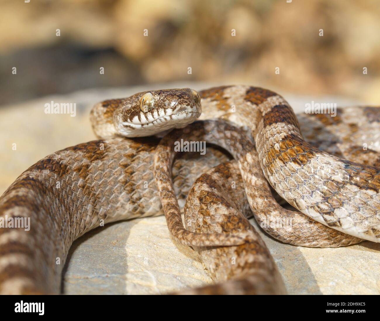 Mediterranean cat snake, Telescopus fallax, soosan snake Stock Photo ...
