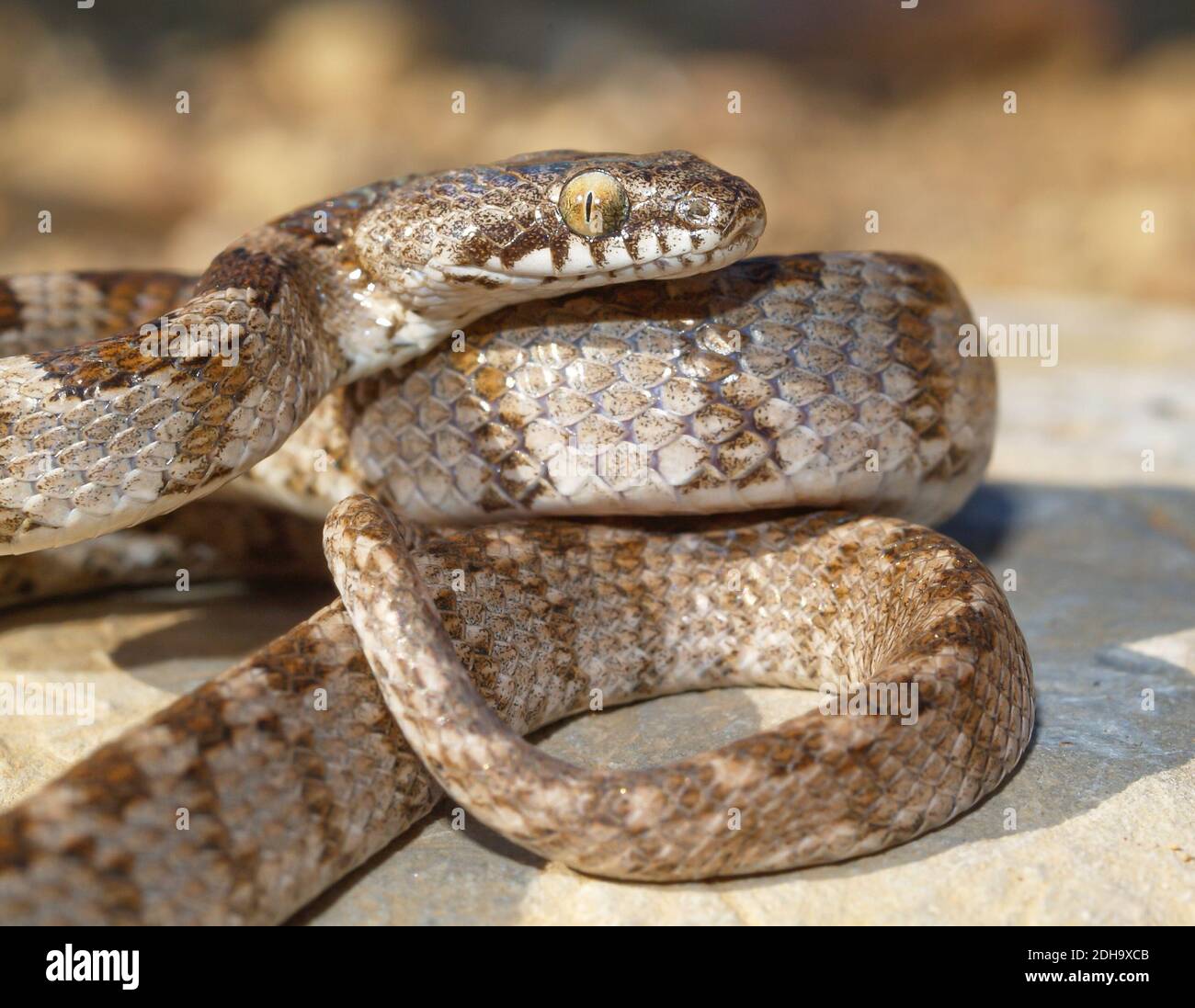 Mediterranean cat snake, Telescopus fallax, soosan snake Stock Photo