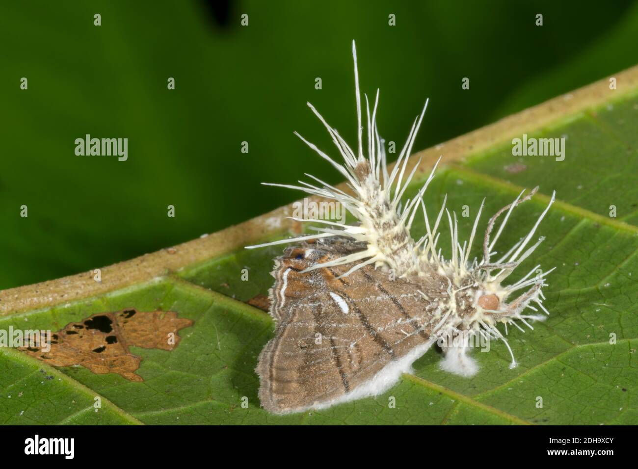 Cordyceps fungus  (Akanthomyces sp.) infecting a moth.  The fungus alters the behaviour of its host before killing it, ensuring the insect will die in Stock Photo