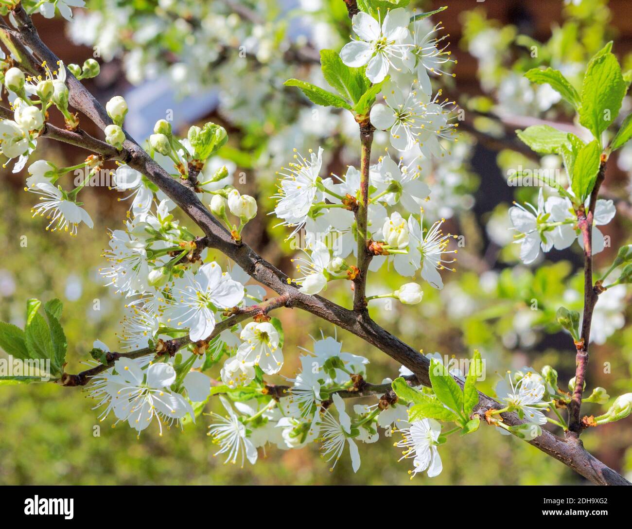 Blossoming branch in springtime. Blooming plum tree. Plum-tree branch  with white flowers in the garden. Stock Photo
