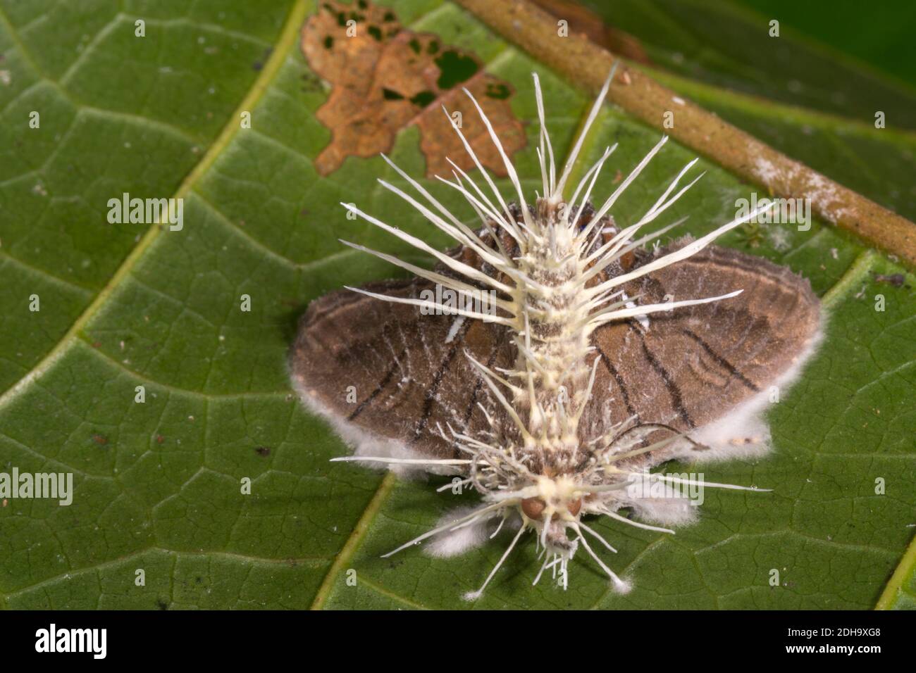 Cordyceps fungus  (Akanthomyces sp.) infecting a moth.  The fungus alters the behaviour of its host before killing it, ensuring the insect will die in Stock Photo