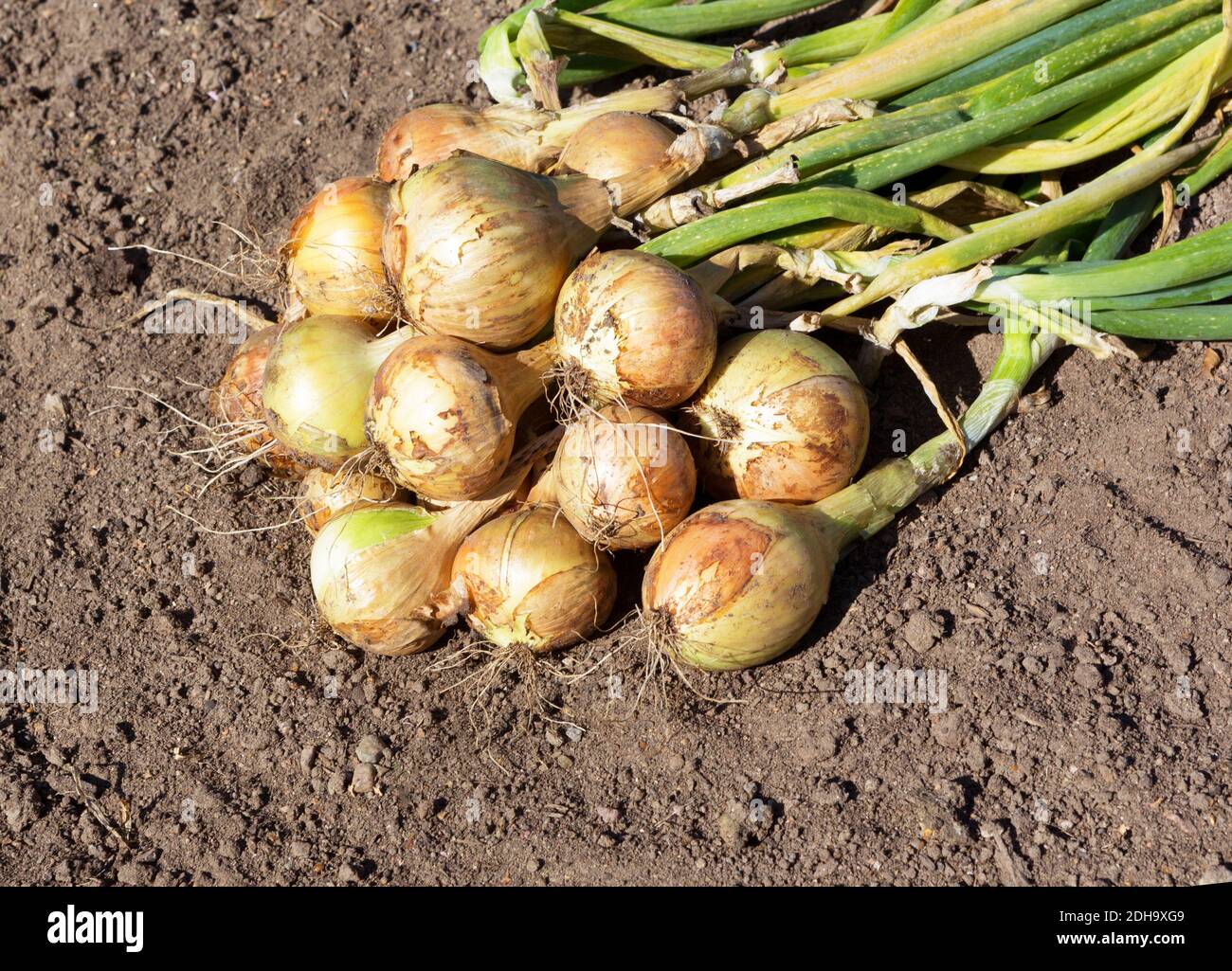 Onion harvest on the field. Autumn crop of vegetables in the garden. Grown Organic Onion Bulb. Stock Photo
