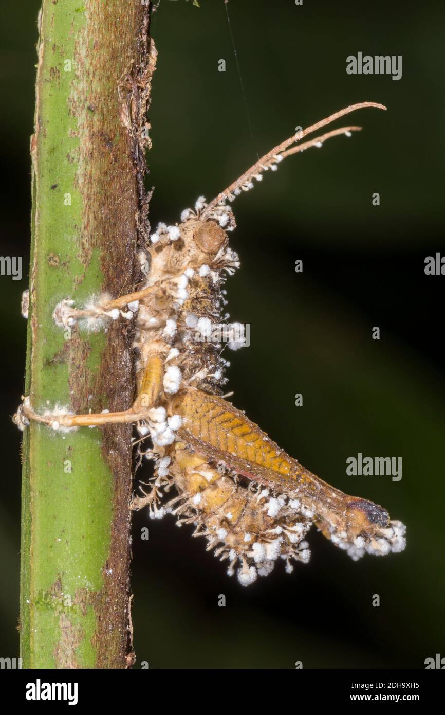 Grasshopper suffering  from an attack of Cordyceps fungus. The fungus alters the behaviour of its host before killing it, ensuring it will die in a hi Stock Photo