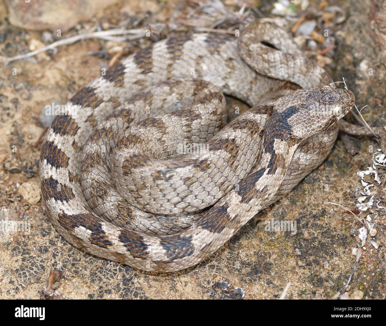 Mediterranean cat snake, Telescopus fallax, soosan snake Stock Photo ...