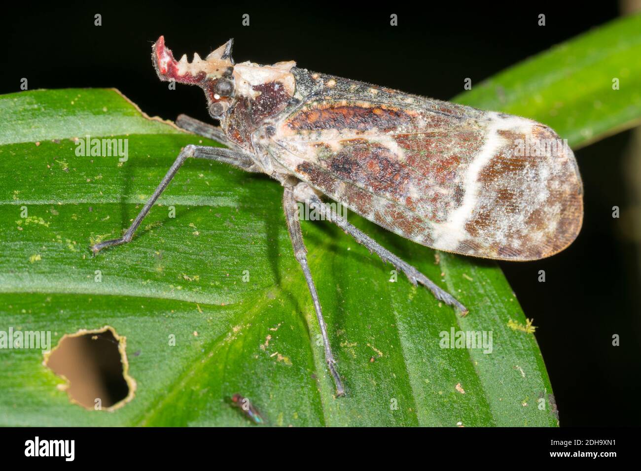 Fulgorid Bug (Phrictus xanthopterus). One of several species of hemipterans known as Lantern Bugs. in montane rainforest at night, Los Cedros Biologic Stock Photo