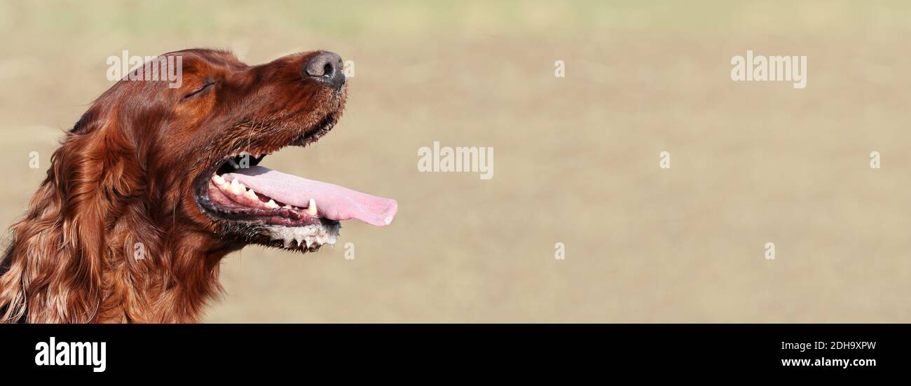 Salivating drooling, panting mad dog head, mouth. Rabies, antirabic