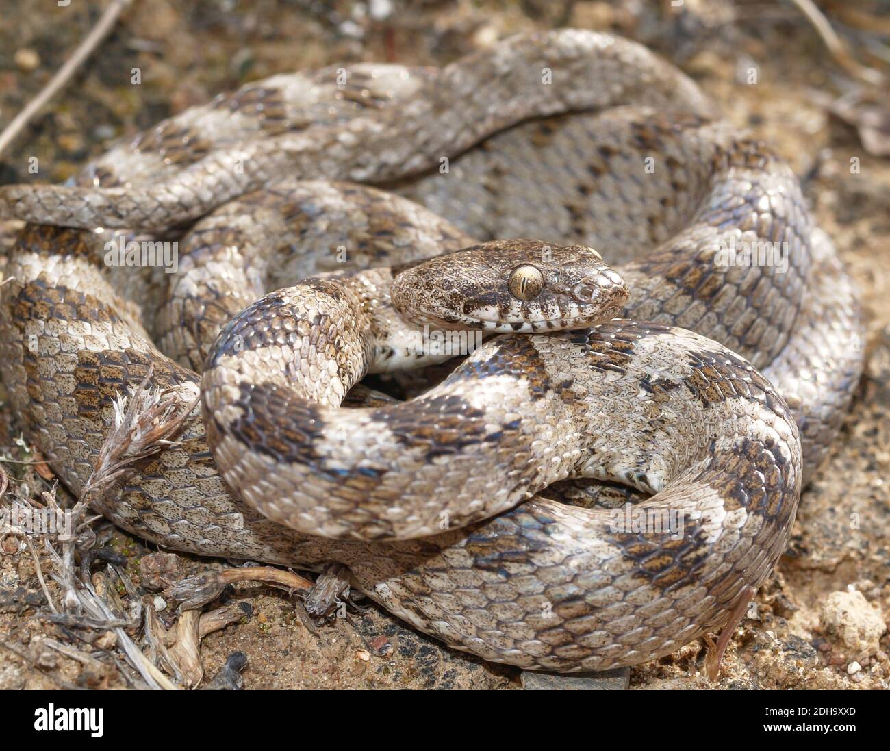 Mediterranean cat snake, Telescopus fallax, soosan snake Stock Photo ...