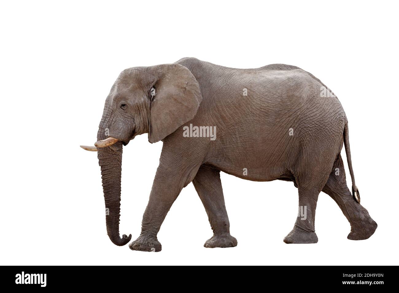 African Elephant Isolated On White Stock Photo - Alamy