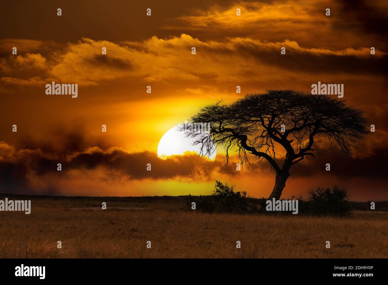 African sunset over acacia tree Stock Photo