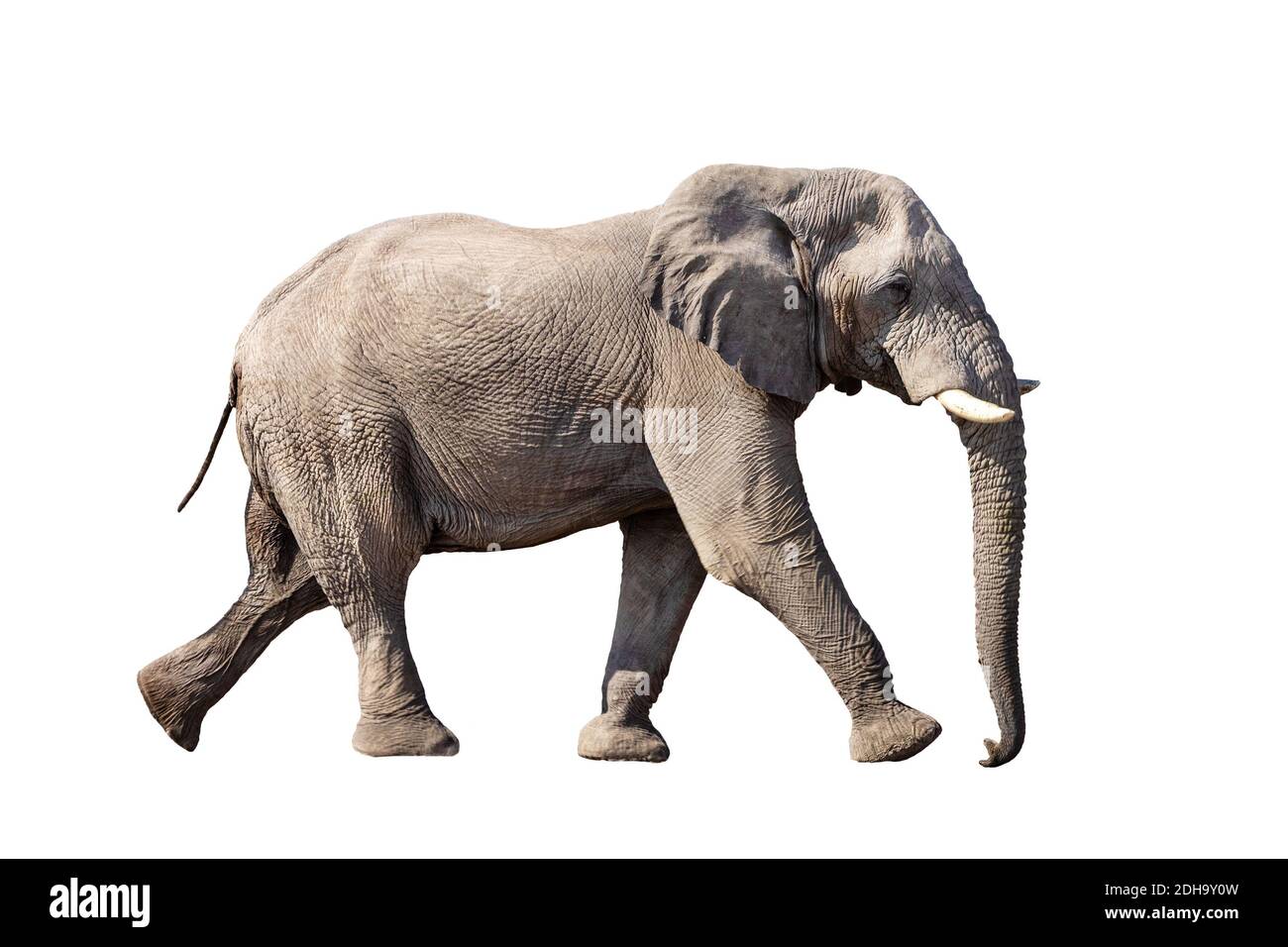 African Elephant Isolated On White Stock Photo