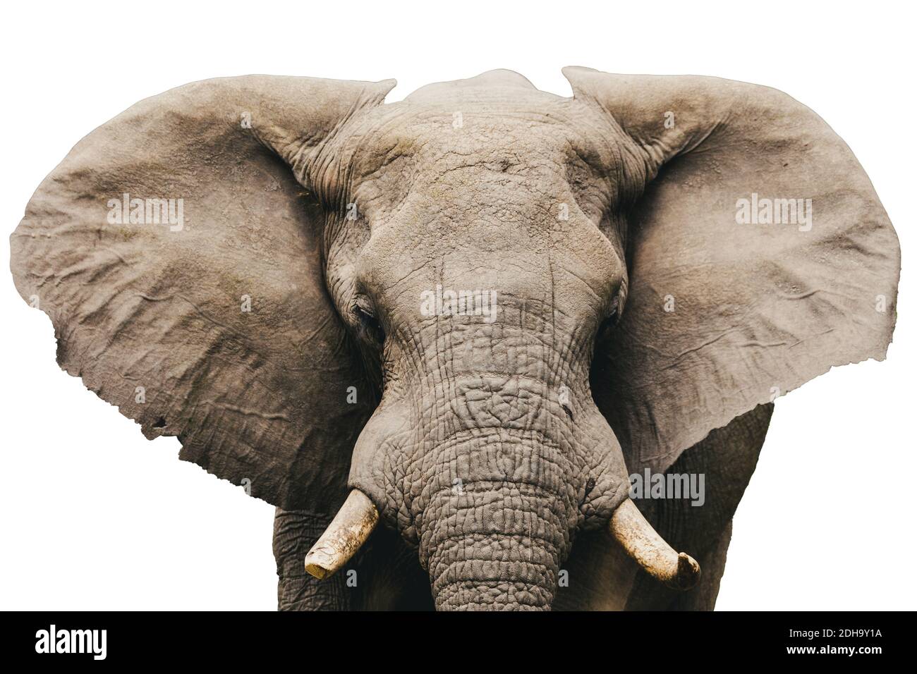 African Elephant Isolated On White Stock Photo - Alamy