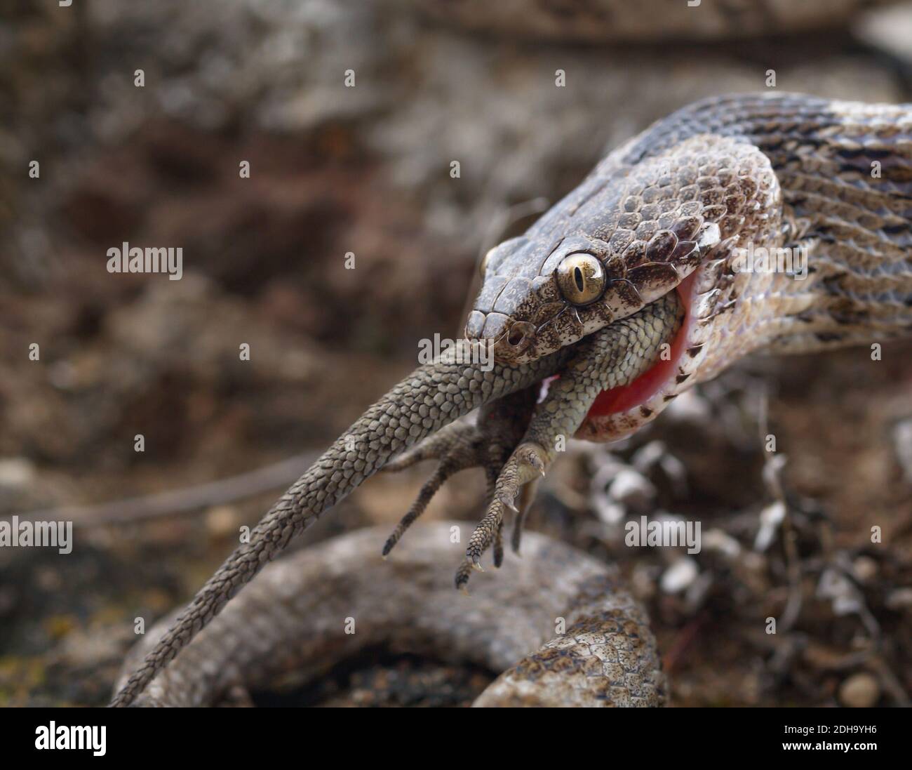 Mediterranean cat snake, Telescopus fallax, soosan snake catching a gecko Stock Photo