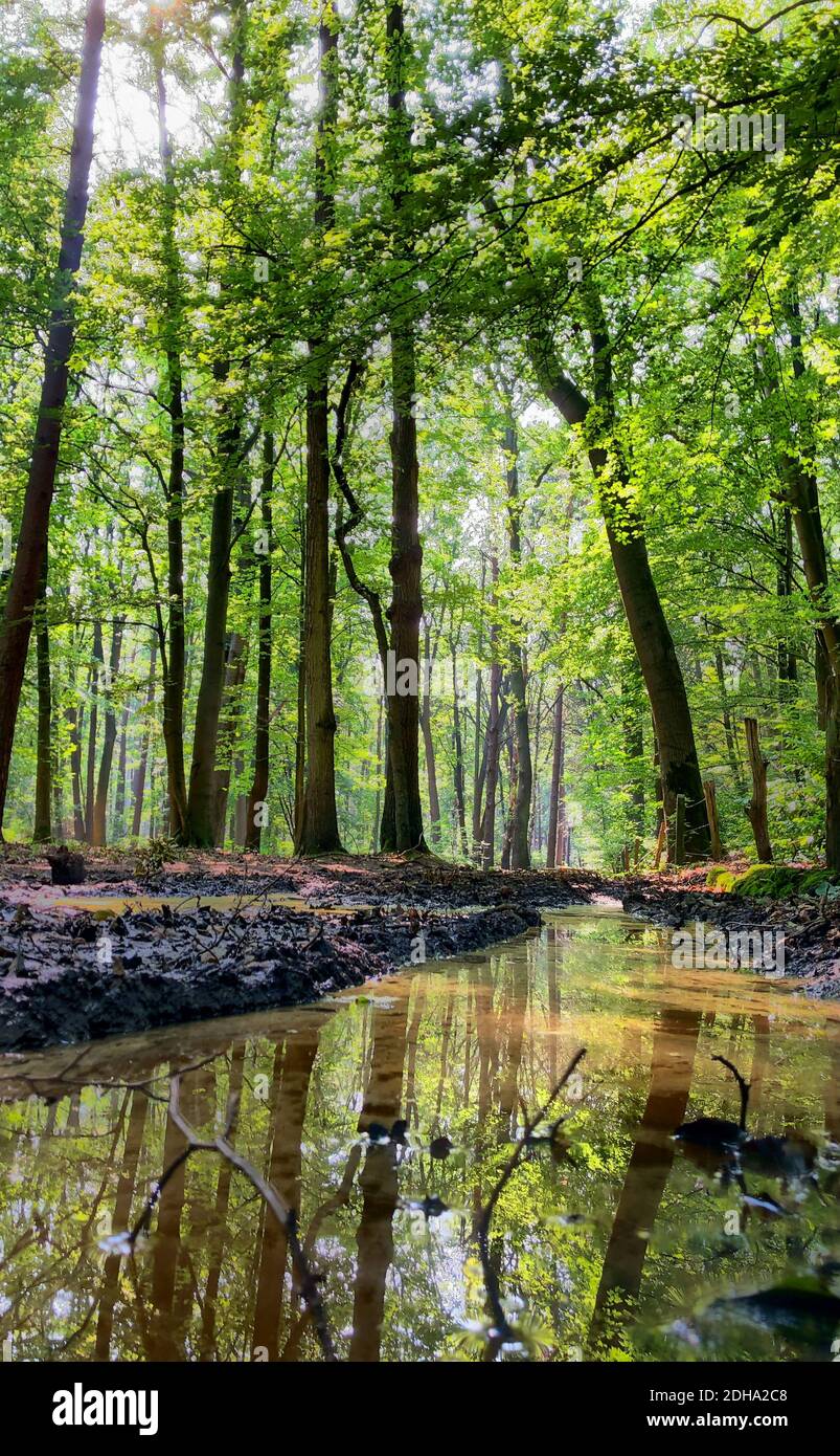Tall trees with green leaves along forest path Stock Photo - Alamy