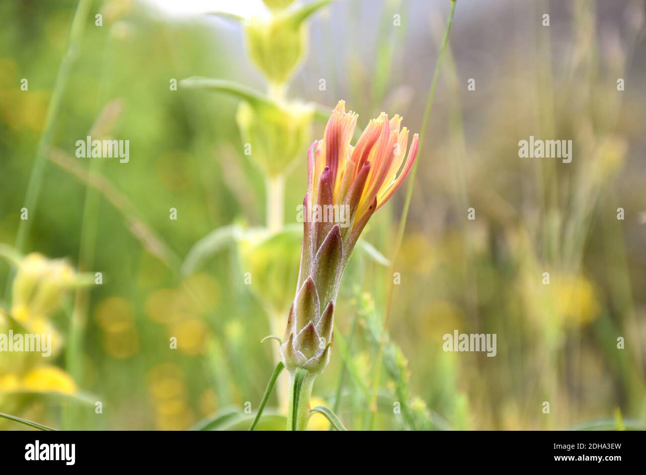 Yellow flower of Scorzonera angustifolia meadow in sunny day. Stock Photo