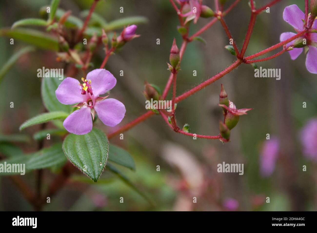 A selective focus shot of beautiful tiny violet wild melastomataceae flowers Stock Photo